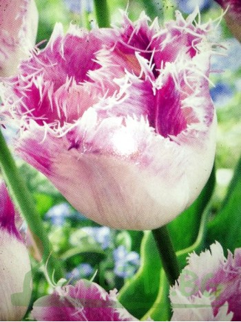  Лале  (Tulipa 'Oviedo') PR933